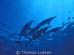 resting delphins, F100 by Thomas Lueken 